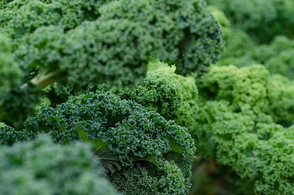 Kale leaves