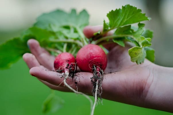 Two radishes in a person's hand