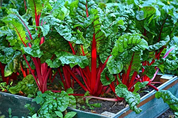 Swiss chard with red stems and green leaves
