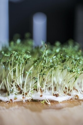 Many shoots of watercress