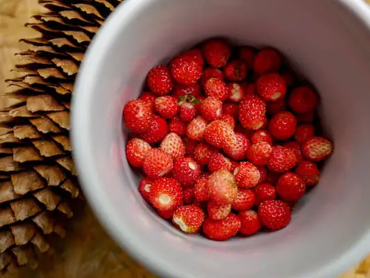 forest strawberries in a bowl